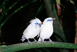 Rothschild: Bali Mynah / Rothschild's Starling / Rothschild's