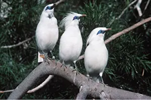 Aviary: BALI / ROTHSCHILD'S MYNAH - three on branch