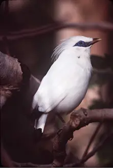 Mynah: BALI / Rothschild's MYNAH - on branch