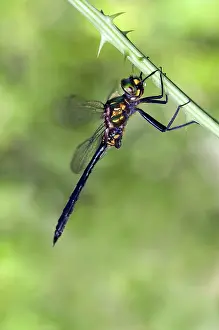 Meridionalis: Balkan Emerald Dragonfly - male