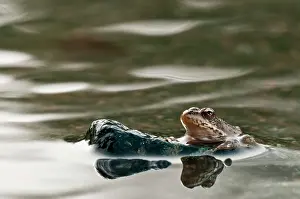 Pelophylax: Balkan Frog