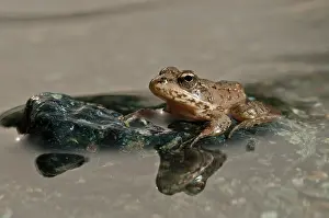 Greece: Balkan Frog (Pelophylax kurtmuelleri) on rock in the clear water, Piedmont, Italy