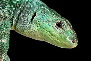 Physiological: Balkan Green lizard (Lacerta trilineata dobrogica