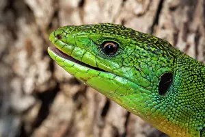 Abandoned: Balkan Green Lizard (Lacerta trilineata) portrait