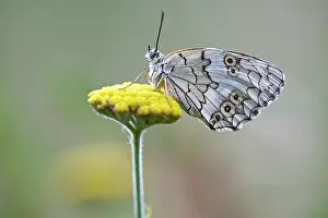 Melanargia: Balkan Marbled White