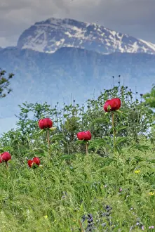 Cover: Balkan Peony, Paeonia peregrina, in flower in wo