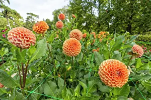 Apricot: Ball Dahlia, Dahlia Cornel Bronze Breeder : Smits