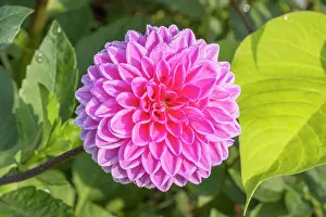 Double: Ball Dahlia, Dahlia Sandra, flower