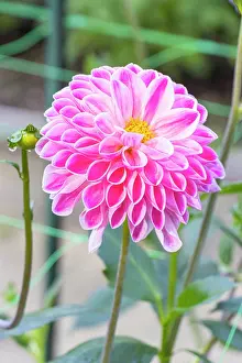 Cycle: Ball Dahlia Nadezda, Dahlia Nadezda Breeder: