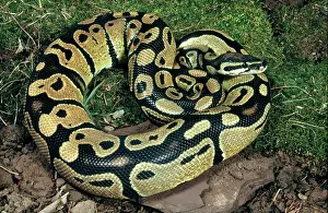 Constricting: Ball Python