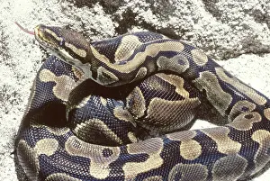 Pythons: Ball python