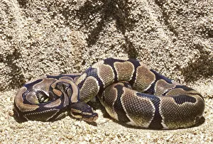 Pythons: Ball python