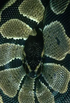 Regius: Ball Python