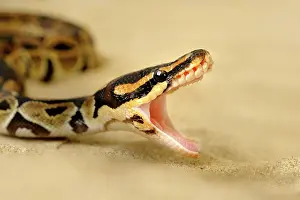 Regius: Ball Python