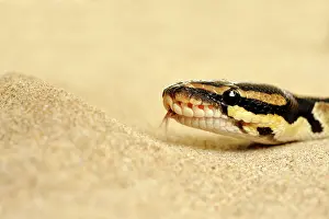 Regius: Ball Python