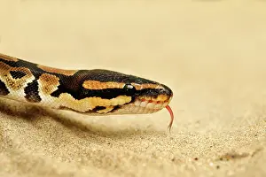 Regius: Ball Python