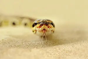 Regius: Ball Python
