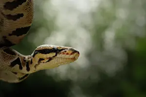 Minimal: Ball Python