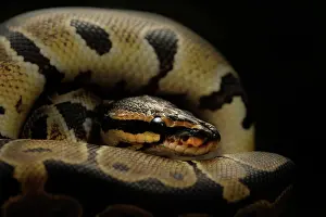 Minimal: Ball Python
