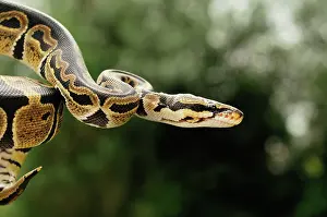 Minimal: Ball Python