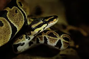 Minimal: Ball Python