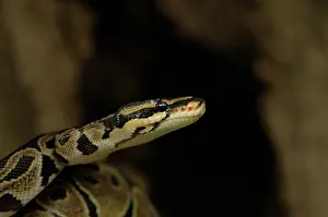 Minimal: Ball Python