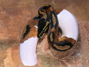 Regius: Ball Python
