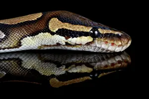 Regius: Ball Python