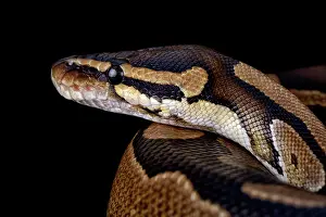 Regius: Ball Python