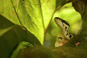 Python: Ball Python