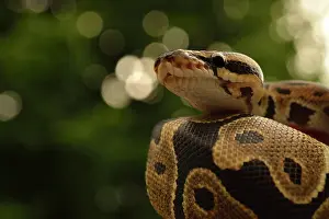 Python: Ball Python