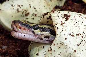 Regius: Ball Python - Captive hatching from egg