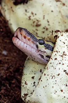 Regius: Ball Python - Captive hatching from egg
