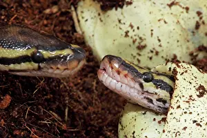 Regius: Ball Python - Captive hatching from egg