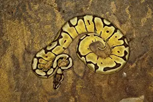 Python: Ball Python morph (Python regius)