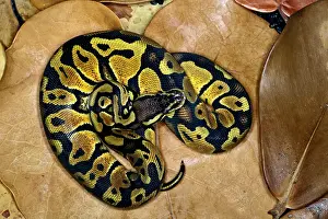 Python: Ball Python morph (Python regius)