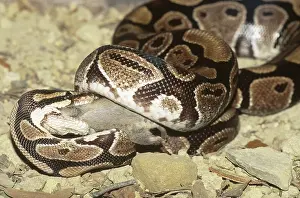 Pythons: Ball python with prey