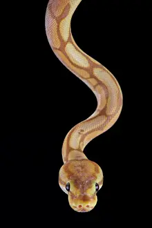 Python: Ball python (Python regius), caramel