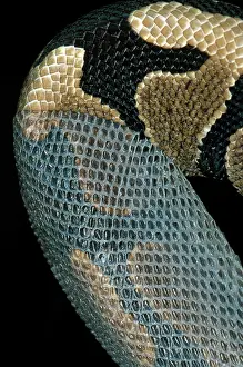 Moulting: Ball Python Shedding