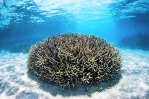Ball: Ball shaped coral (Acropora sp) in the lagoon of Mayotte