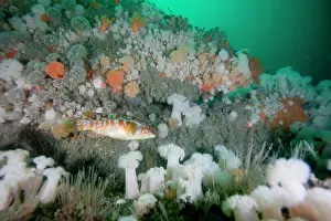 Anemones: Ballan Wrasse