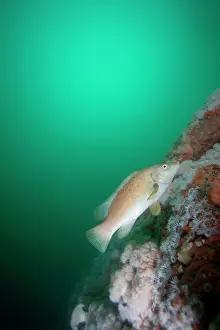 Anemones: Ballan Wrasse