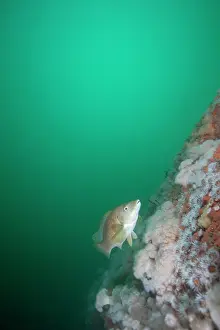 Anemones: Ballan Wrasse