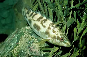 Wrasses: BALLAN WRASSE FISH