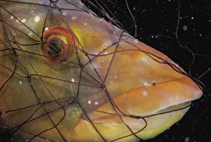 Trapped: Ballan Wrasse in net