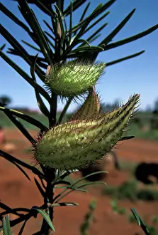 Fruticosus: Balloon Cottonbush - Fruits