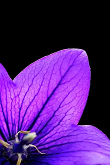 Platycodon: Balloon flower
