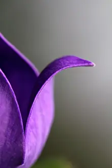 Platycodon: Balloon flower