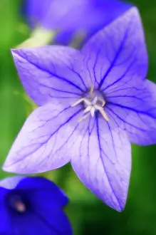 Platycodon: Balloon flower