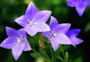 Platycodon: Balloon flower